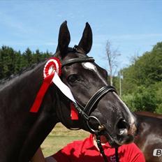 Dansk Varmblod Hjælmsbjergs Like a lady