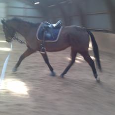 Fuldblod (XX) King of York