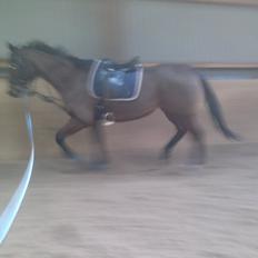 Fuldblod (XX) King of York