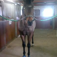 Fuldblod (XX) King of York