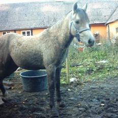 Welsh Partbred (Sec F) rusty
