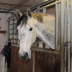 Dansk Varmblod Ramazotti