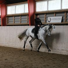 Dansk Varmblod Ramazotti