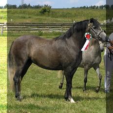 Welsh Pony (sec B) Bjerregårds Queen