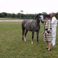 Welsh Pony (sec B) Bjerregårds Queen