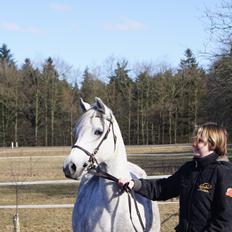 Welsh Pony (sec B) Bjerregårds Queen