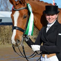 Hollandsk Varmblod Alpha de Jeu