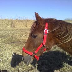 Anden særlig race Fame<33 den smukke