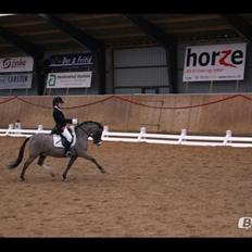 Welsh Mountain (sec A) A-PONY Skjaldsbjergs Skywalker