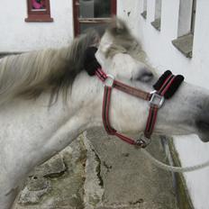 Anden særlig race Lukas Turbo (Stjernen)