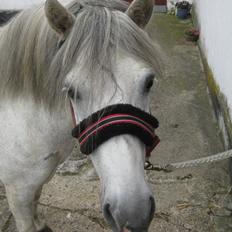 Anden særlig race Lukas Turbo (Stjernen)