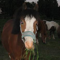 Welsh Mountain (sec A) Gameboy <3 