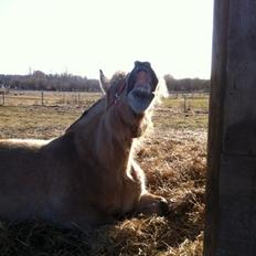 Anden særlig race Bamse