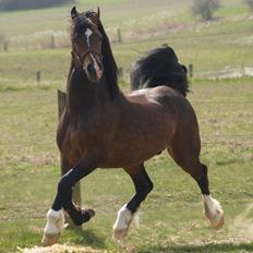 Welsh Cob (sec D) Kildegaards Chester