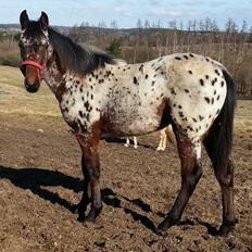 Appaloosa Thunder Raincloud