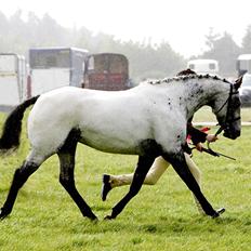 Appaloosa Handys Pandora