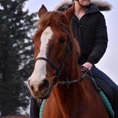 Anden særlig race Spidi