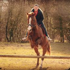 Anden særlig race Spidi