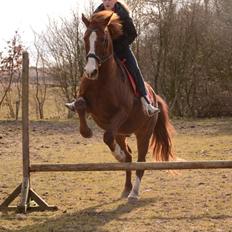 Anden særlig race Spidi