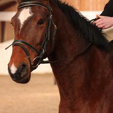 Dansk Varmblod Faithful´s Queen Solgt