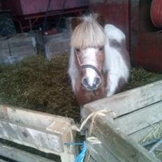 Anden særlig race Bell