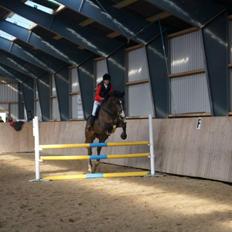 Oldenborg Cochi (Cocki)