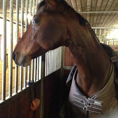 Dansk Varmblod Viktoria Stensvang