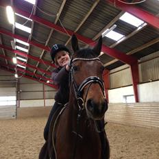 Dansk Varmblod Viktoria Stensvang