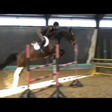 Zangersheide Sally Z