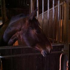 Zangersheide Sally Z