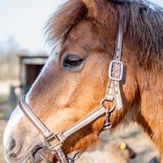 New Forest Milo - Askebos Starfield