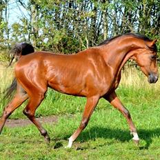 Arabisk fuldblod (OX) Al Tijani E'jaaz - SOLGT!