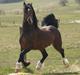 Welsh Cob (sec D) Kildegaards Chester