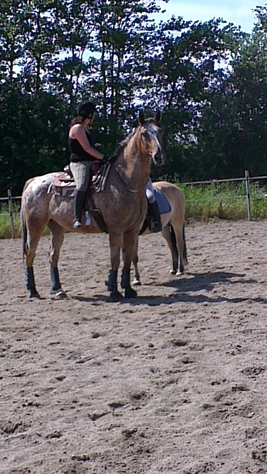 Appaloosa The touch of coco billede 13