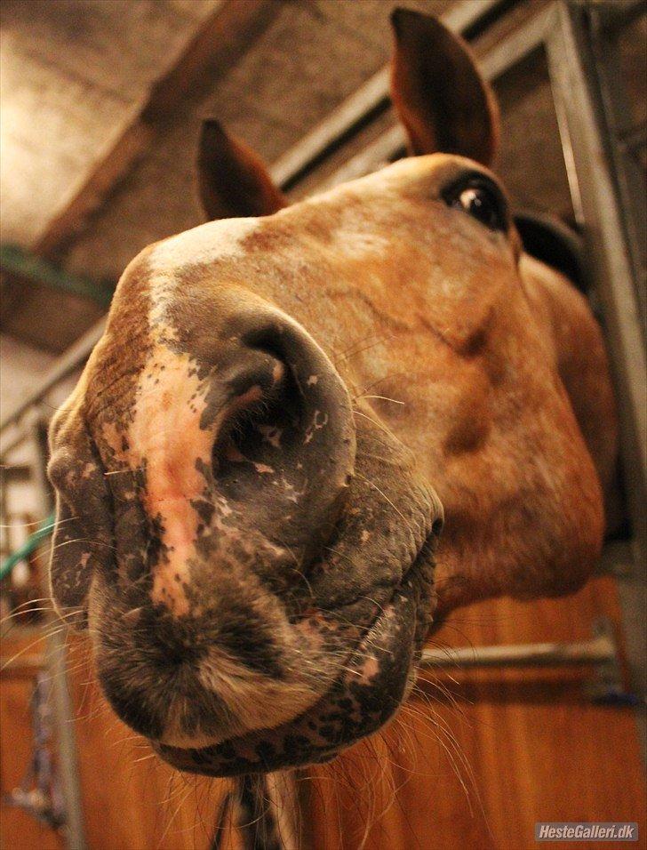 Appaloosa The touch of coco billede 14