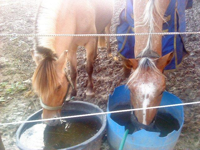 Appaloosa The touch of coco billede 15