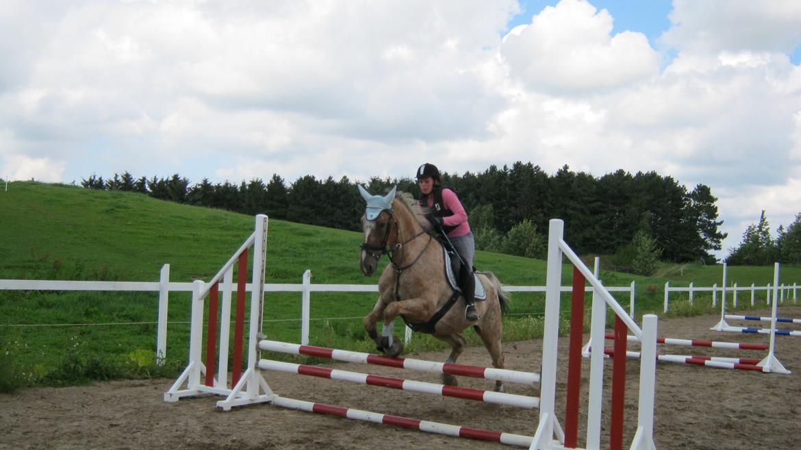 Appaloosa The touch of coco billede 16