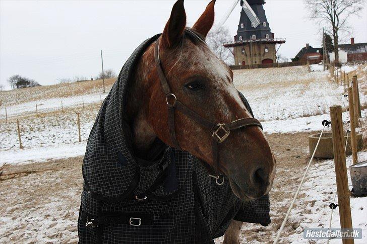 Appaloosa The touch of coco billede 17