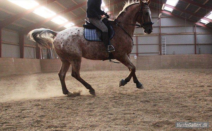 Appaloosa The touch of coco billede 20