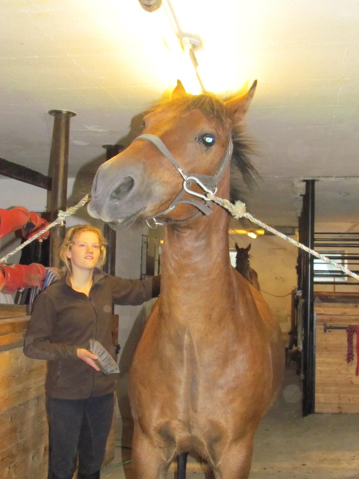 New Forest Twister MIT ET OG ALT :* <33333 billede 18