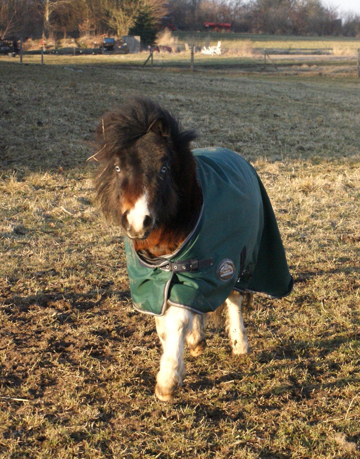 Anden særlig race Ministar`s Iceblue Sigurd - Kommer når jeg kommer på folden :) februar 2013 billede 7