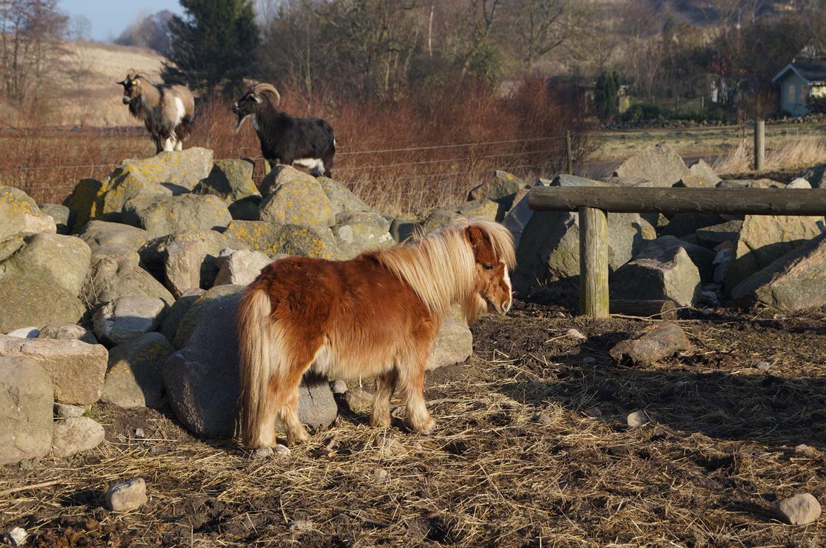 Shetlænder Aasgaard's Garfield billede 3