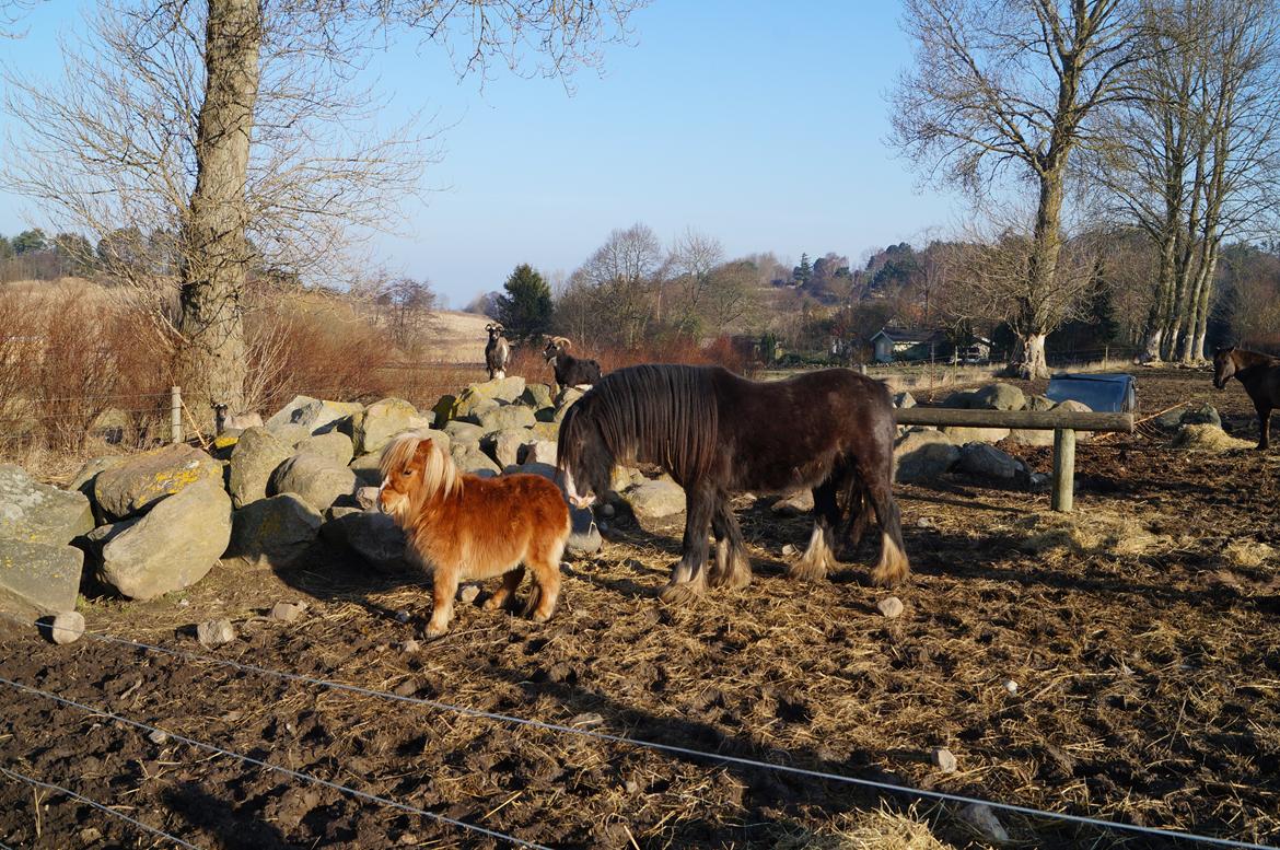 Shetlænder Aasgaard's Garfield billede 4