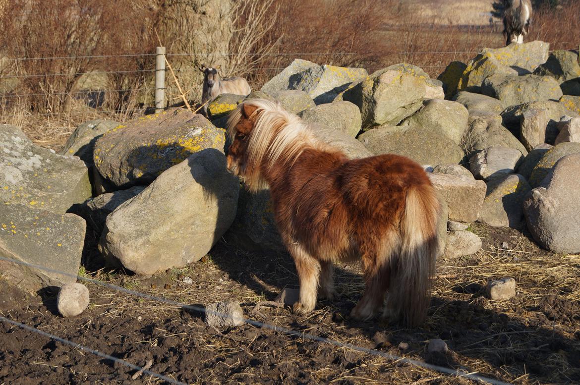 Shetlænder Aasgaard's Garfield billede 5