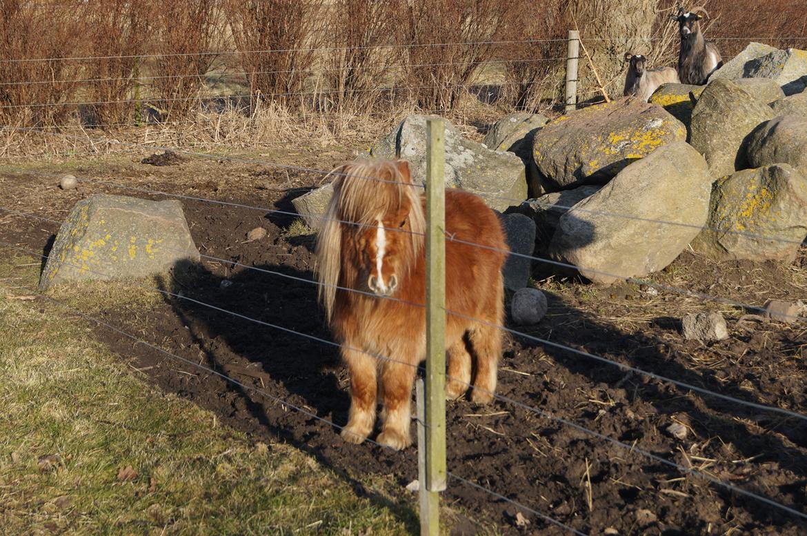 Shetlænder Aasgaard's Garfield billede 6