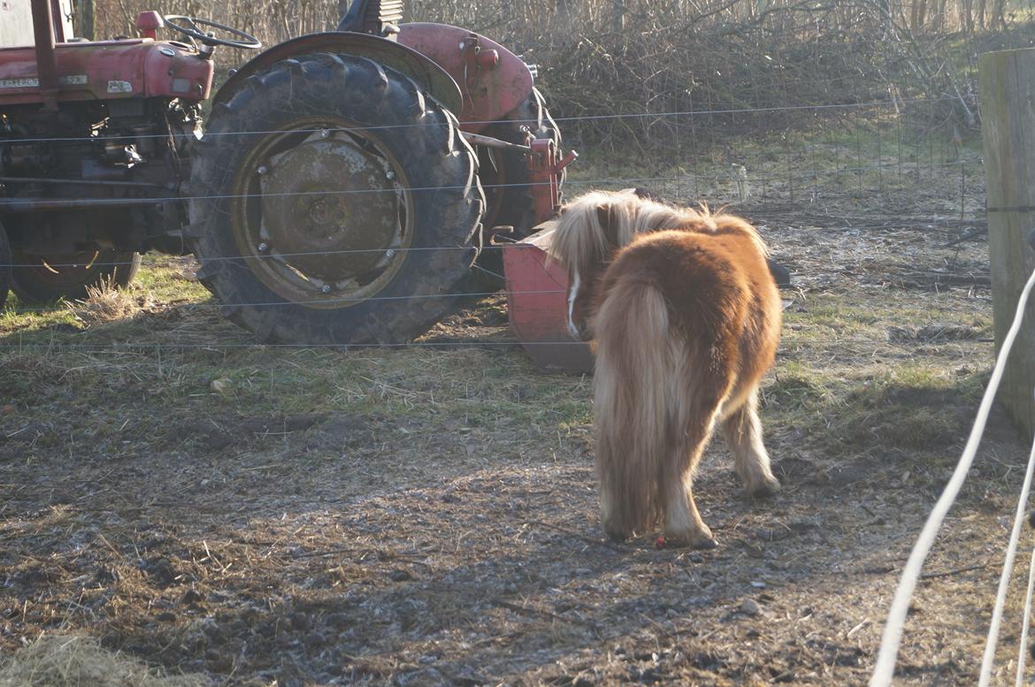 Shetlænder Aasgaard's Garfield billede 7