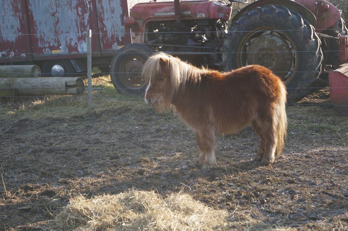 Shetlænder Aasgaard's Garfield billede 8