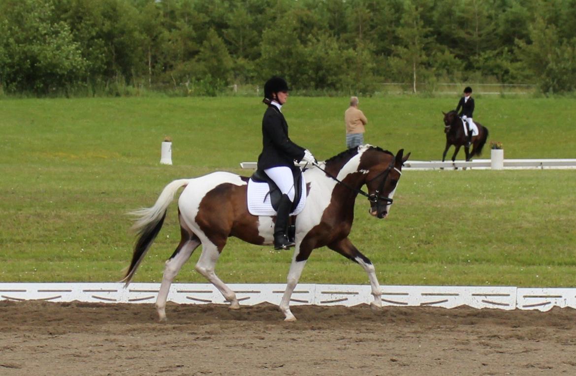 Dansk Varmblod Hedens Pacifique - 23/6-2012 billede 12