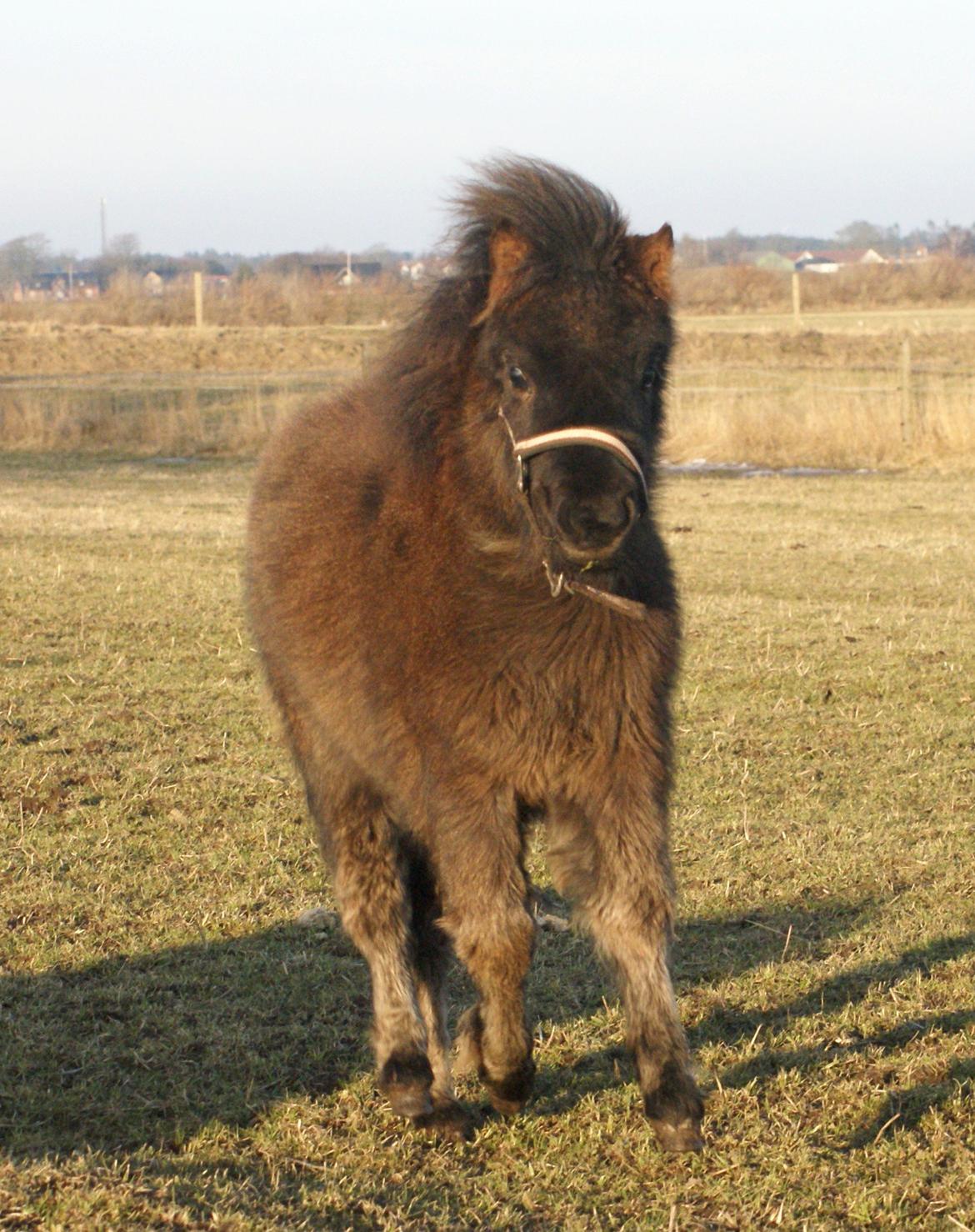 Shetlænder Frida - Velkommen til Fridas profil billede 1