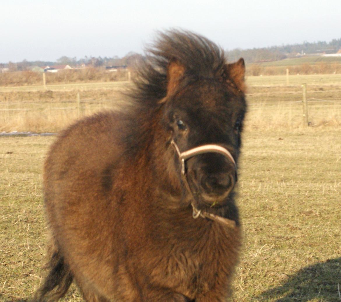 Shetlænder Frida billede 17